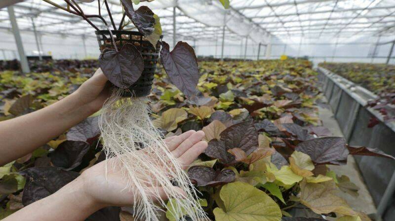 crecimiento de raices|crecimiento radicular